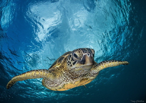 Honu is the Hawaiian name for Sea Turtle. by Tony Cherbas 